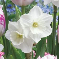 Tulip Daffodil Butterfly Kisses Blend Bulbs -Botanical Bliss 38374 PK 10 2