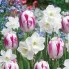 Tulip Daffodil Butterfly Kisses Blend Bulbs -Botanical Bliss 38374 pk 10