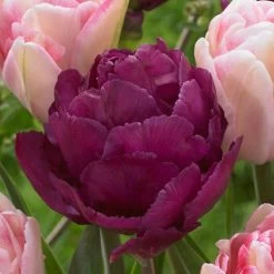 Ballroom Blossoms Mix Tulip Bulbs -Botanical Bliss 38377 PK 10 2