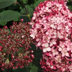 Hydrangea Invincibelle® Ruby Smooth Hydrangea -Botanical Bliss 38743 2