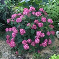 Hydrangea Invincibelle® Ruby Smooth Hydrangea -Botanical Bliss 38743 3
