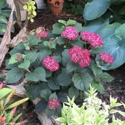 Hydrangea Invincibelle® Ruby Smooth Hydrangea -Botanical Bliss 38743 4