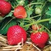 Fragaria 'Eclair' Strawberry 1 Fragaria 'Eclair' Strawberry -Botanical Bliss 39621 PK 20