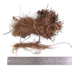 Fragaria 'Eclair' Strawberry -Botanical Bliss 39621 PK 20 3