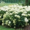 Hydrangea Invincibelle Limetta® Smooth Hydrangea -Botanical Bliss 39733