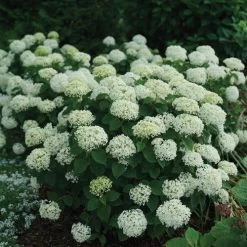 Hydrangea Invincibelle Limetta® Smooth Hydrangea -Botanical Bliss 39733 1