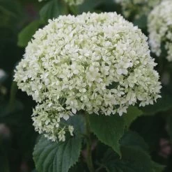 Hydrangea Invincibelle Limetta® Smooth Hydrangea -Botanical Bliss 39733 2
