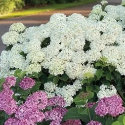 Hydrangea Invincibelle Limetta® Smooth Hydrangea -Botanical Bliss 39733 4