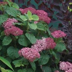 Hydrangea Invincibelle Mini Mauvette® Smooth Hydrangea -Botanical Bliss 39734 2
