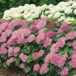 Hydrangea Invincibelle Mini Mauvette® Smooth Hydrangea -Botanical Bliss 39734 3