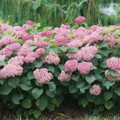 Hydrangea Invincibelle Mini Mauvette® Smooth Hydrangea -Botanical Bliss 39734 4