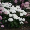 Invincibelle Wee White® Hydrangea -Botanical Bliss 39735