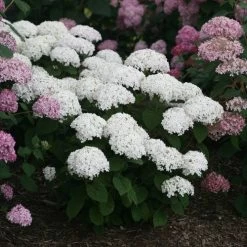 Invincibelle Wee White® Hydrangea