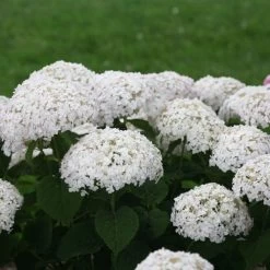 Invincibelle Wee White® Hydrangea -Botanical Bliss 39735 3