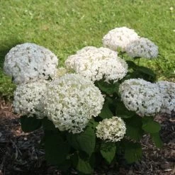 Invincibelle Wee White® Hydrangea -Botanical Bliss 39735 4