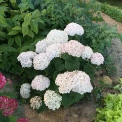 Invincibelle Wee White® Hydrangea -Botanical Bliss 39735 5