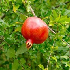 Punica Crimson Sky™ Pomegranate