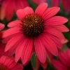 Sombrero® Baja Burgundy Coneflower -Botanical Bliss 39808