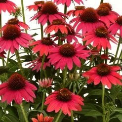 Sombrero® Baja Burgundy Coneflower -Botanical Bliss 39808 2