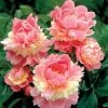 'Sorbet 'Peony -Botanical Bliss 40327