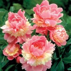 'Sorbet 'Peony