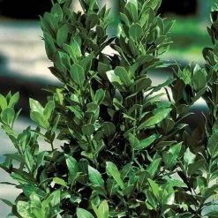 Sweet Bay Laurel Shrub -Botanical Bliss 40474 2