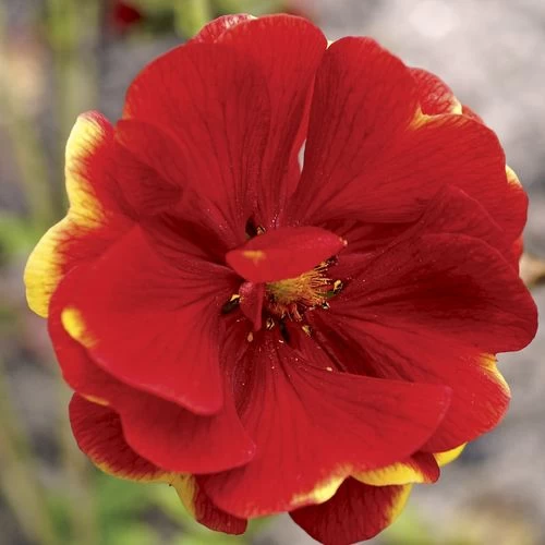 'Arc En Ciel' Cinquefoil 3 'Arc En Ciel' Cinquefoil