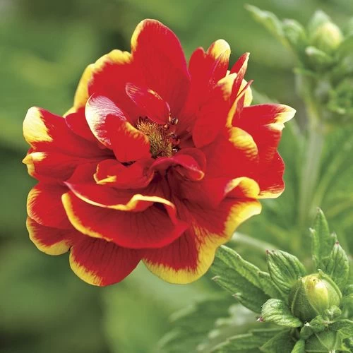 'Arc En Ciel' Cinquefoil 4 'Arc En Ciel' Cinquefoil - Image 2