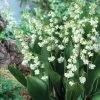 'Prolificans' Lily-of-the-Valley 2 'Prolificans' Lily-of-the-Valley -Botanical Bliss 41554 pk 3