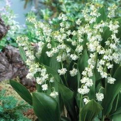 'Prolificans' Lily-of-the-Valley