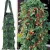 Park's Whopper Strawberry Plants & 2 Growin' Bags -Botanical Bliss 42009
