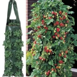 Park's Whopper Strawberry Plants & 2 Growin' Bags