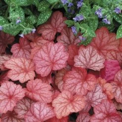 Heuchera 'Georgia Peach' -Botanical Bliss 43191 3