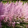 Astilbe 'Finale' -Botanical Bliss 43227