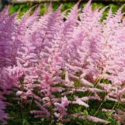 Astilbe 'Finale'