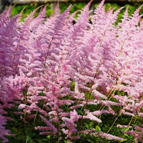 Astilbe 'Finale' 3 Astilbe 'Finale'