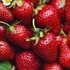 Fragaria 'Allstar' Strawberry -Botanical Bliss 43737 PK 20