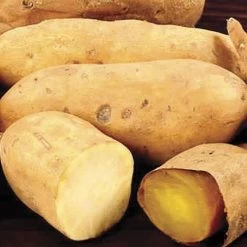 White Yam Sweet Potato Slips