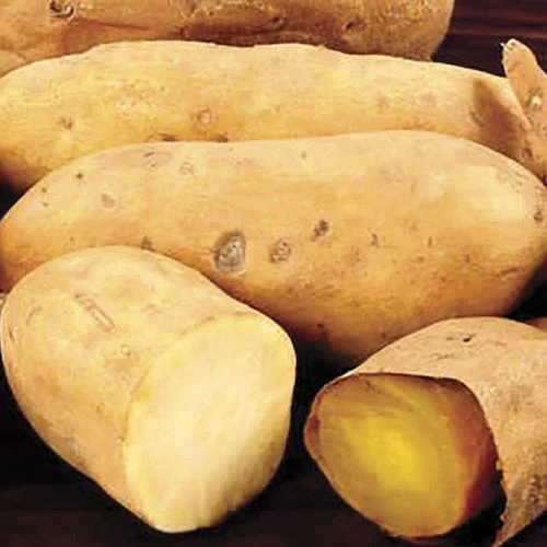 White Yam Sweet Potato Slips 3 White Yam Sweet Potato Slips