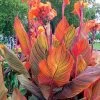 Tropicanna® Canna Lily Bulb -Botanical Bliss 43920