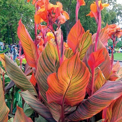 Tropicanna® Canna Lily Bulb -Botanical Bliss 43920