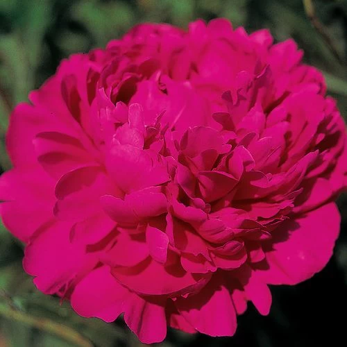 'Kansas' Peony 3 'Kansas' Peony