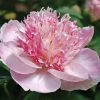 Paeonia 'Do Tell' Peony -Botanical Bliss 44363