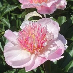 Paeonia 'Do Tell' Peony 8 Paeonia 'Do Tell' Peony -Botanical Bliss 44363 2