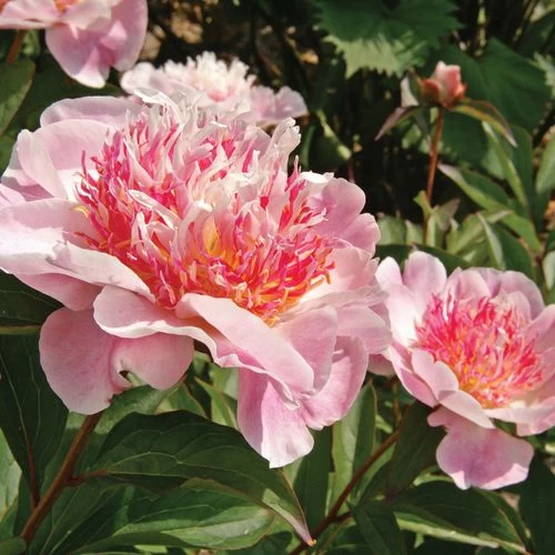 Paeonia 'Do Tell' Peony 6 Paeonia 'Do Tell' Peony - Image 4