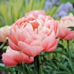 'Coral Charm' Peony