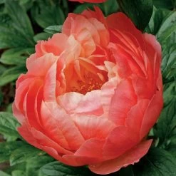 'Coral Charm' Peony -Botanical Bliss 44479 2