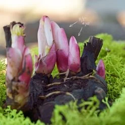 'Coral Charm' Peony -Botanical Bliss 44479 3