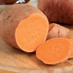 'Centennial' Sweet Potato Slips