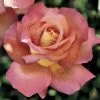 'Chicago Peace' Hybrid Tea Rose -Botanical Bliss 45006